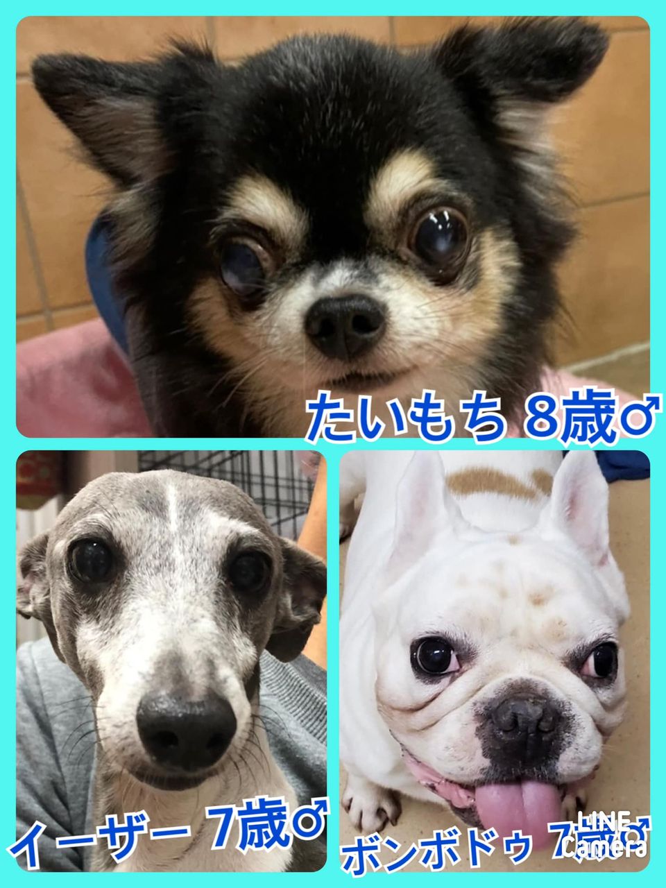 🐾今日の里親様募集中ワンコ🐶メンバーです🐾2021,11,16